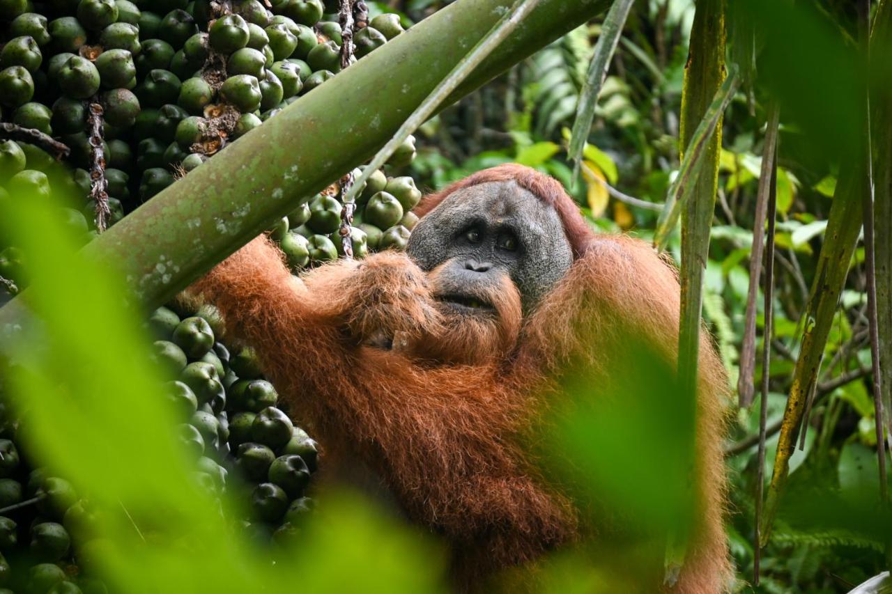 Sumatra Expedition Lodge Букит-Лаванг Экстерьер фото