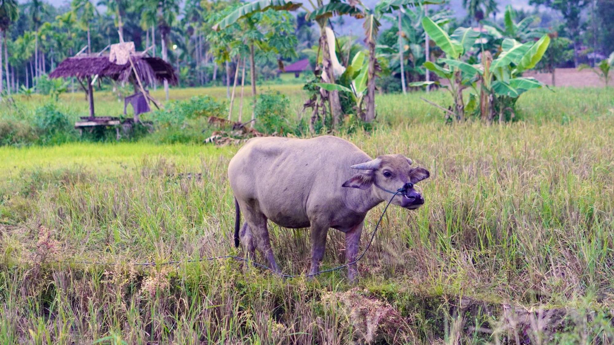 Sumatra Expedition Lodge Букит-Лаванг Экстерьер фото